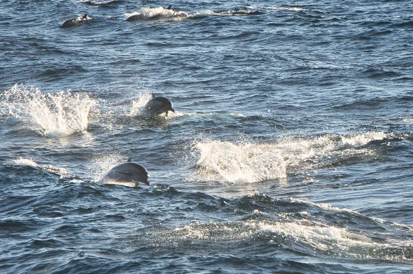TTT-Channel-Islands-Pacific-Dolphins-01
