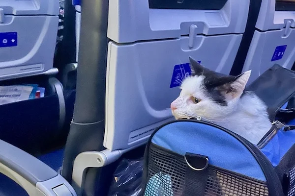 TTT-Hemmes-The-Traveling-Cat-01