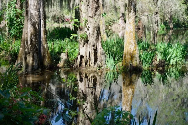 TTT-Magnolia-Plantation-and-Gardens-Charleston-SC-07