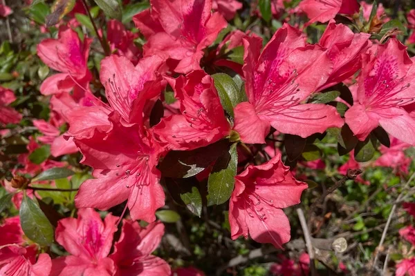 TTT-Magnolia-Plantation-and-Gardens-Charleston-SC-20