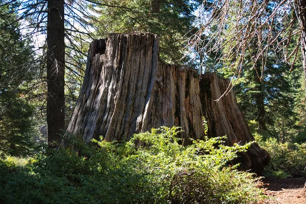 TTT-Sequoia-&-Kings-Canyon-NPS-BIg-Stump-Trail-01
