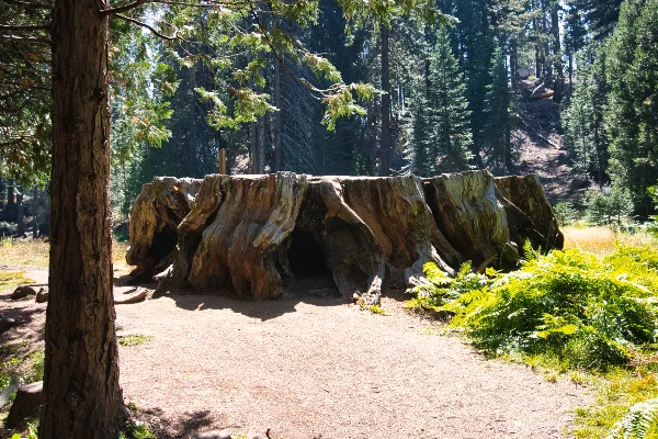 TTT-Sequoia-&-Kings-Canyon-NPS-Big-Stump-Trail-02