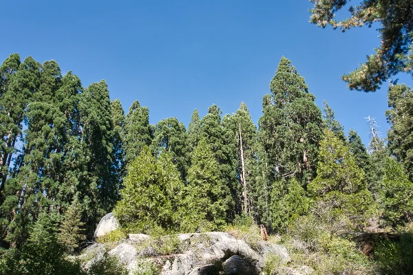 TTT-Sequoia-&-Kings-Canyon-NPS-Big-Stump-Trail-03