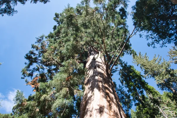 TTT-Sequoia-&-Kings-Canyon-NPS-Big-Stump-Trail-04