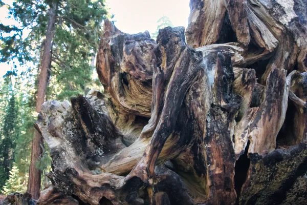 TTT-Sequoia-&-Kings-Canyon-NPS-Fallen-Monarch-02