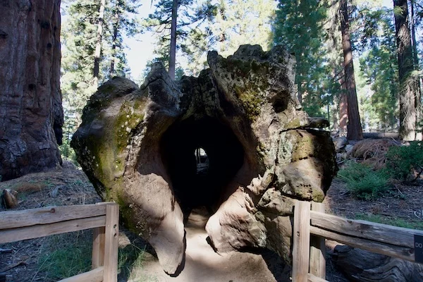 TTT-Sequoia-&-Kings-Canyon-NPS-Fallen-Monarch-03
