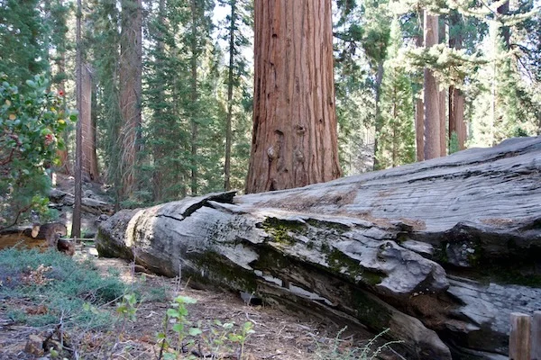 TTT-Sequoia-&-Kings-Canyon-NPS-Fallen-Monarch-04