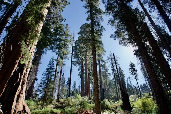TTT-Sequoia-&-Kings-Canyon-NPS-North-Grove-Trails-01