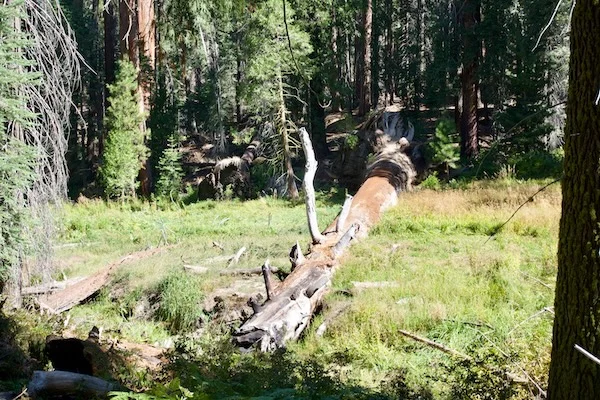 TTT-Sequoia-&-Kings-Canyon-NPS-North-Grove-Trails-02