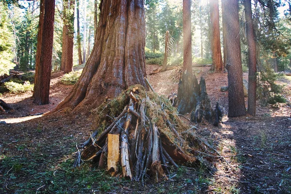 TTT-Sequoia-&-Kings-Canyon-NPS-Prescribed-Fire