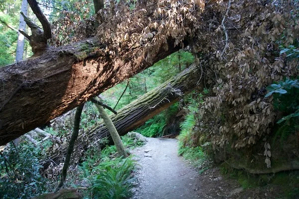 TTT-Tall-Trees-Trail-01
