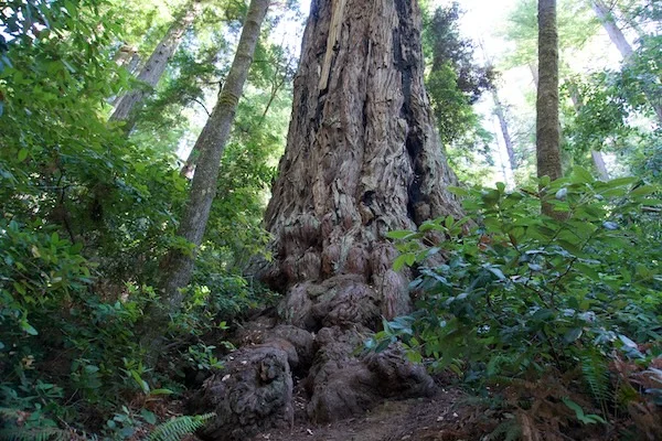 TTT-Tall-Trees-Trail-02