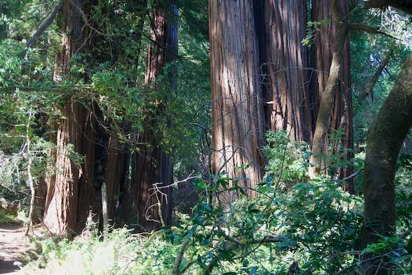 TTT-Tall-Trees-Trail-03