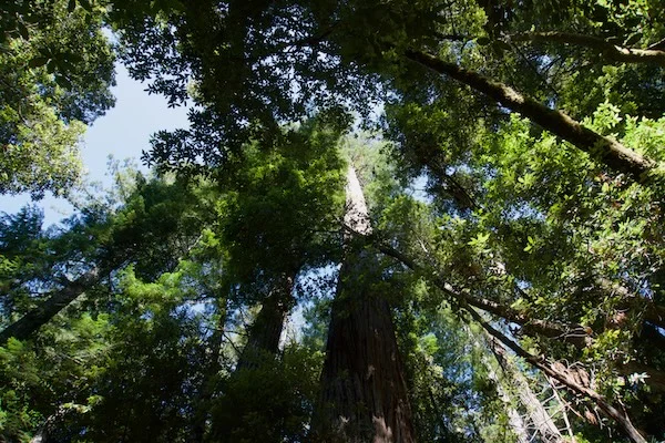 TTT-Tall-Trees-Trail-04