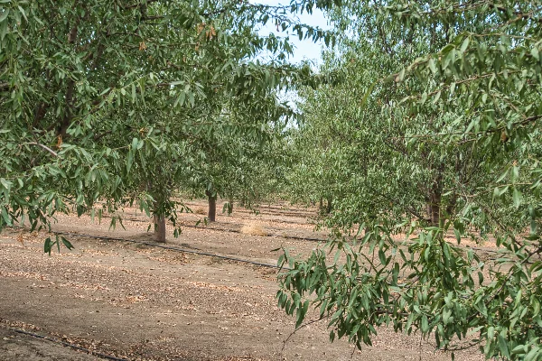 TTT-Visalia-CA-02