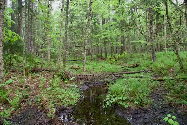 TTT-Deer-Pond-Loop-Adirondack-Mountains-03