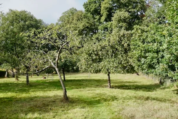 TTT-Apple-Trees-Zuna-01