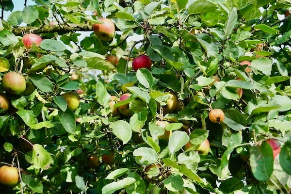 TTT-Apple-Trees-Zuna-02