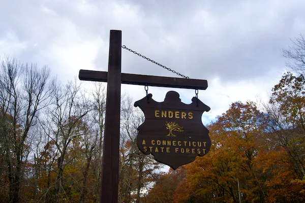 TTT-Enders-State-Forest-01