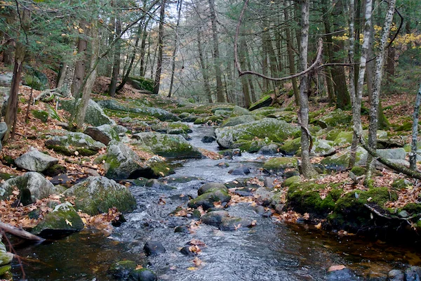 TTT-Enders-State-Forest-03