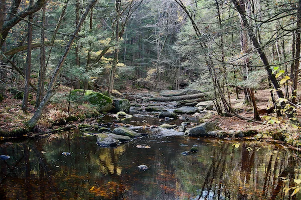 TTT-Enders-State-Forest-05
