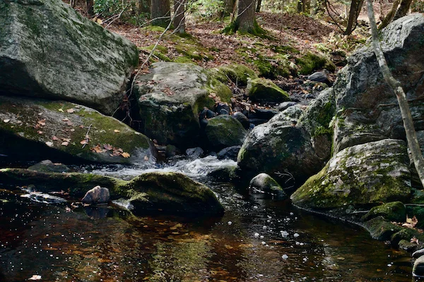 TTT-Enders-State-Forest-06