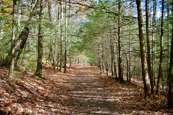 TTT-Enders-State-Forest-07