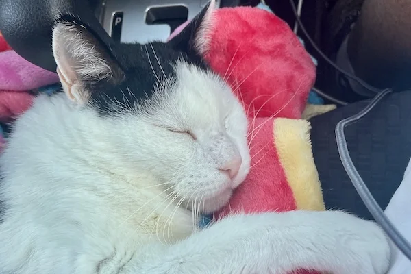 TTT-Hemmes-The-Traveling-Cat-09-2025
