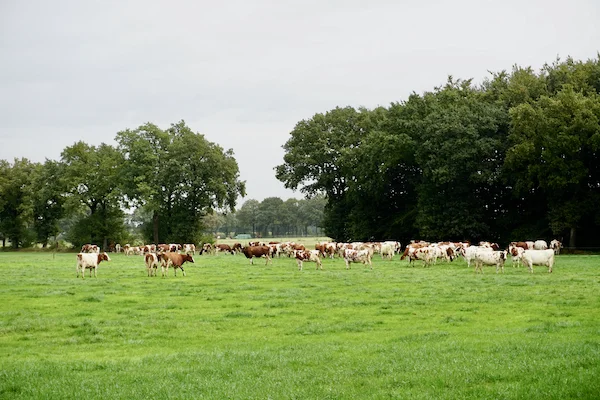 TTT-Okkenbroek-Meadows-Cows-01