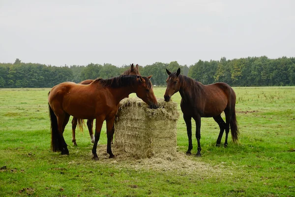 TTT-Okkenbroek-Meadows-Horses-01
