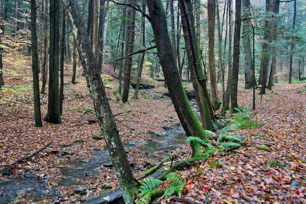 TTT-Saint-Gaudens-NHP-Ravine-Trail-01