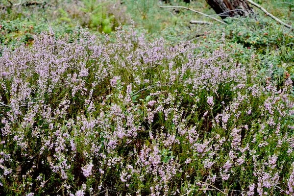 TTT-Sallandse-Heuvelrug-NP-06