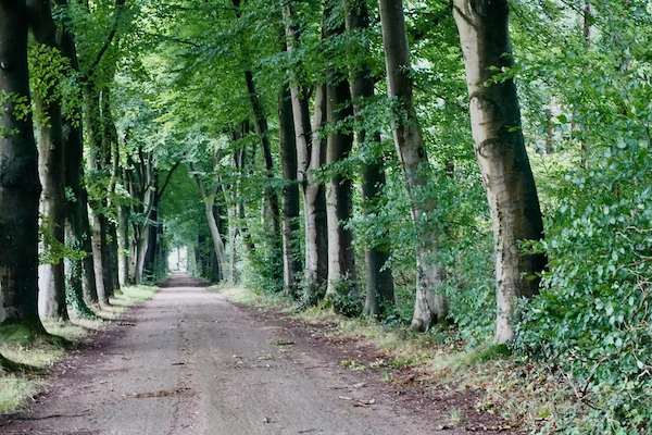 TTT-Tree-Lined-Avenues-01