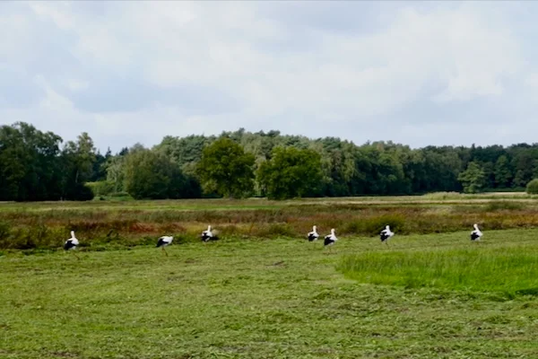 TTT-Zunasche-Heide-Storks-01