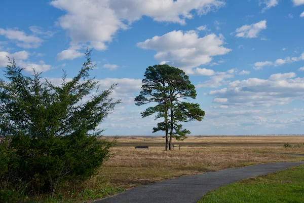 TTT-Edwin-B-Forsythe-NWR-02