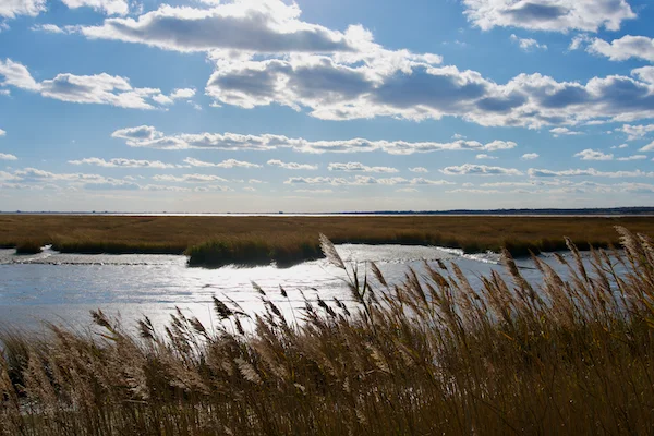 TTT-Edwin-B-Forsythe-NWR-05