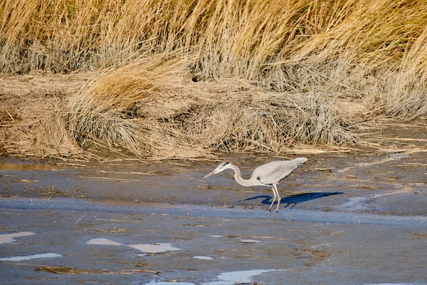 TTT-Edwin-B-Forsythe-NWR-07