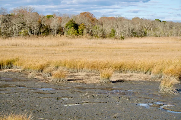 TTT-Edwin-B-Forsythe-NWR-08