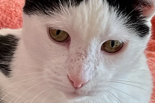 TTT-Hemmes-Sterling-UT-01