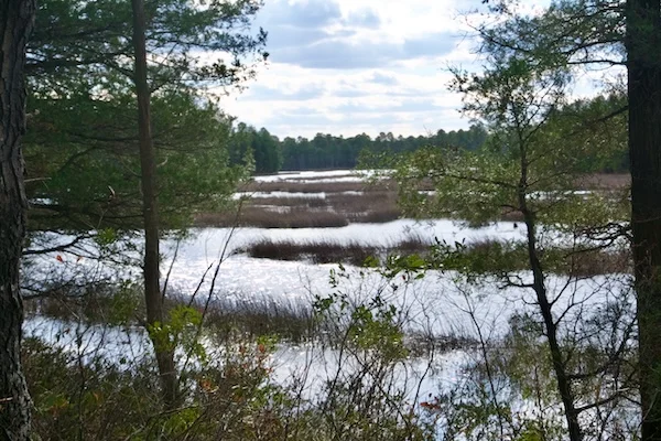 TTT-New-Jersey-Pinelands-NR-Wharton-State-Forest-02