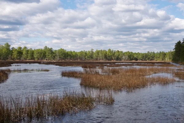 TTT-New-Jersey-Pinelands-NR-Wharton-State-Forest-03
