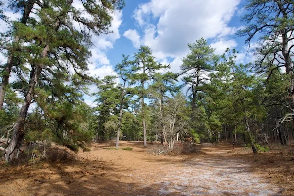 TTT-New-Jersey-Pinelands-NR-Wharton-State-Forest-04