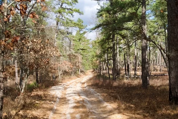 TTT-New-Jersey-Pinelands-NR-Wharton-State-Forest-05