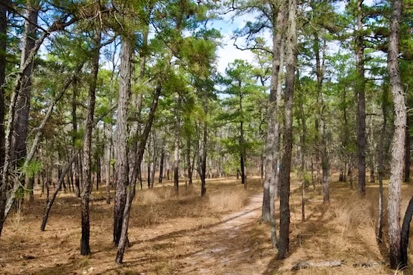 TTT-New-Jersey-Pinelands-NR-Wharton-State-Forest-07