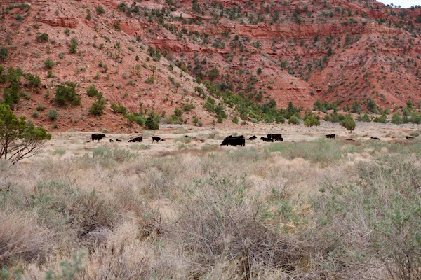 TTT-Cliffs-Trail-Kanab-UT-03