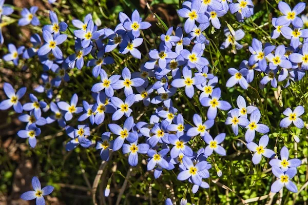 TTT-Appalachian-Trail-Siler-Bald-NC-02