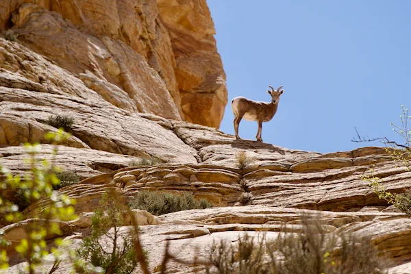 TTT-Capitol-Reef-Capitol-Gorge-Trail-02