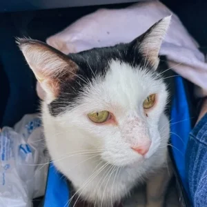 TTT-Hemmes-The-Traveling-Cat-03-2022