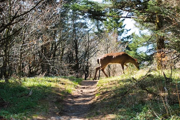 TTT-Smoky-Mountains-NP-Charlies-Bunion-03