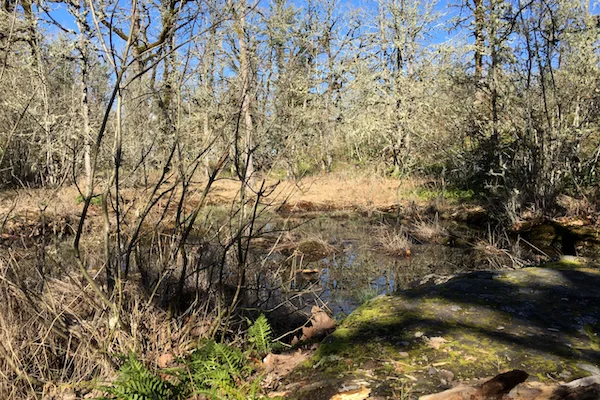 TTT-Camassia-Natural-Area-01